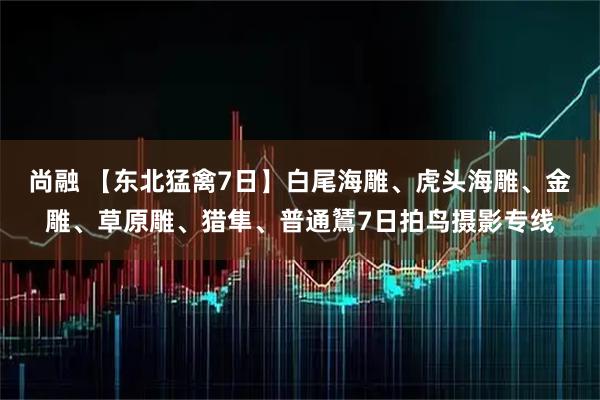 尚融 【东北猛禽7日】白尾海雕、虎头海雕、金雕、草原雕、猎隼、普通鵟7日拍鸟摄影专线